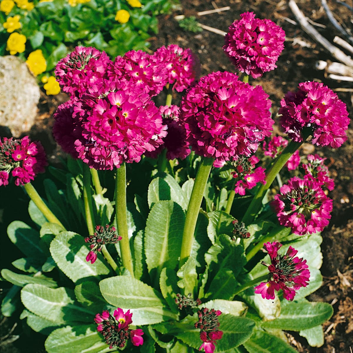 PRIMULA denticulata Rubinball