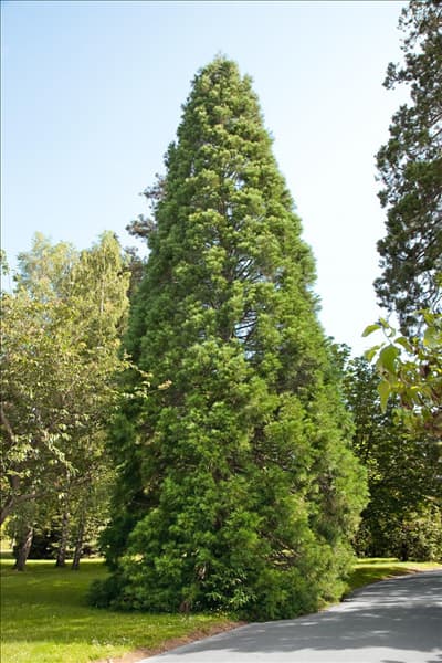 Sequoiadendron giganteum