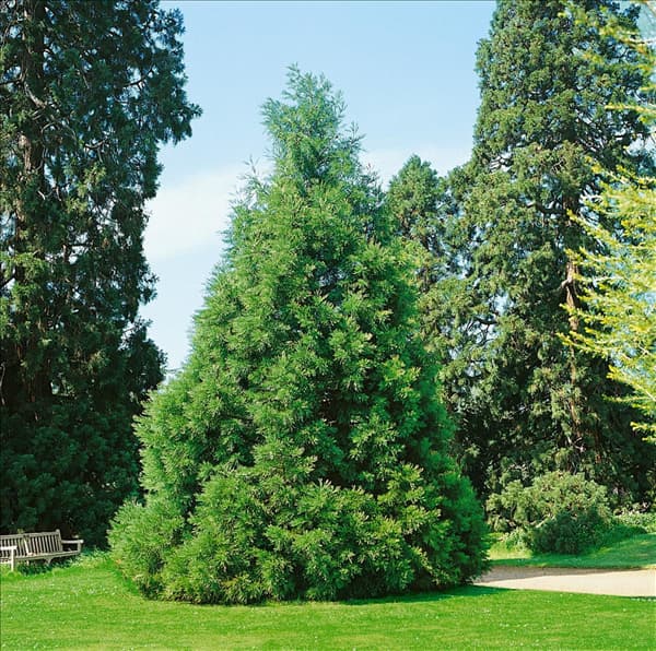 Sequoiadendron giganteum
