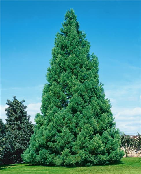 Sequoiadendron giganteum