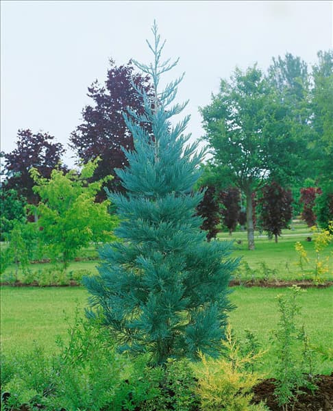 Sequoiadendron giganteum 'Glaucum'
