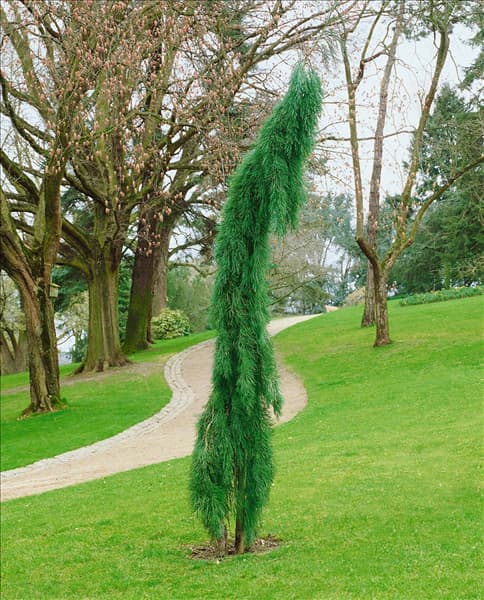Sequoiadendron giganteum Pendulum