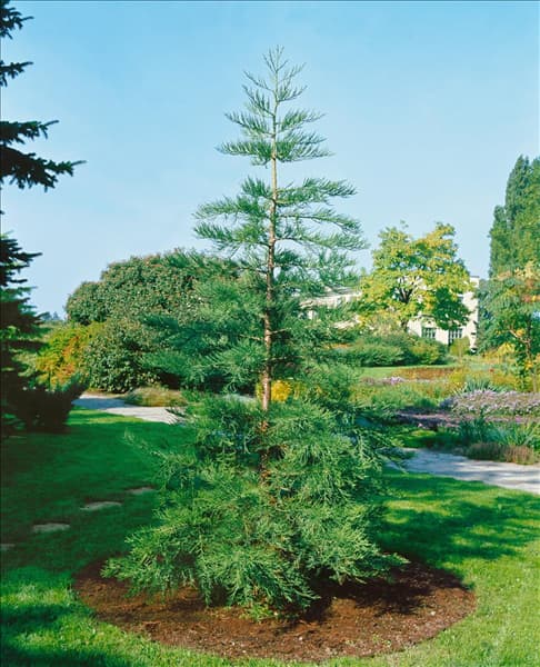 Sequoiadendron giganteum