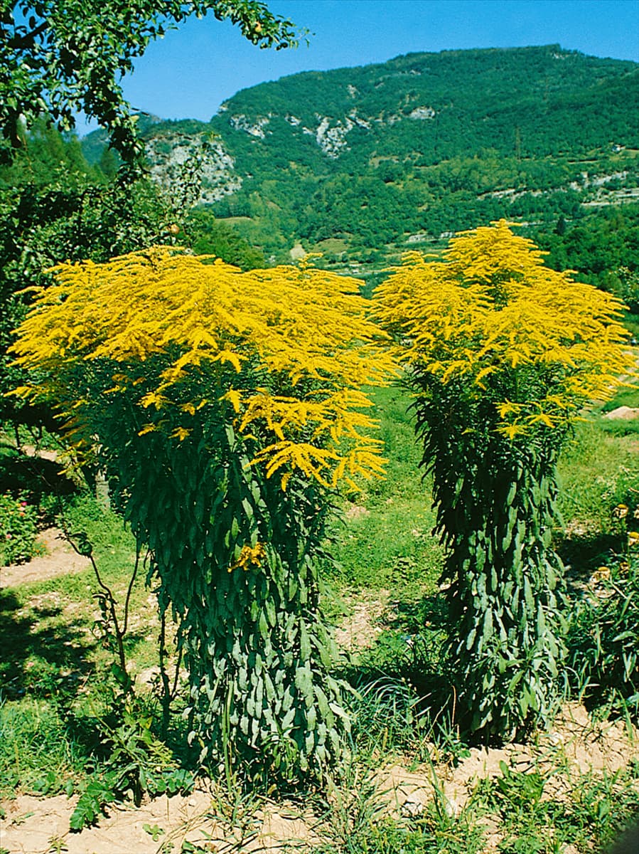 Solidago Golden Gate
