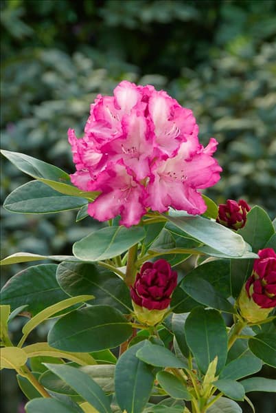 Rhododendron yakushimanum Blurettia