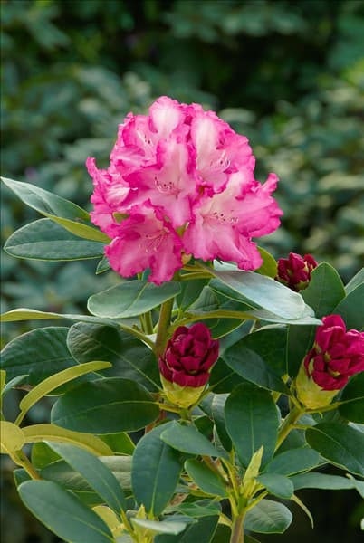 Rhododendron yakushimanum Blurettia