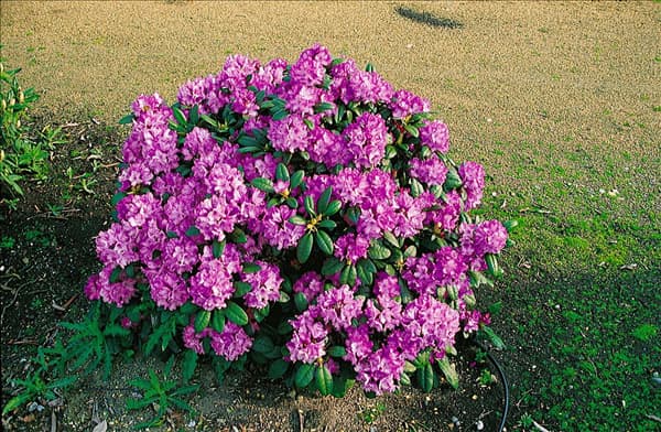 Rhododendron Yaku Blurettia