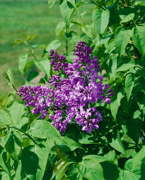 SYRINGA VULGARIS LAVENDER LADY