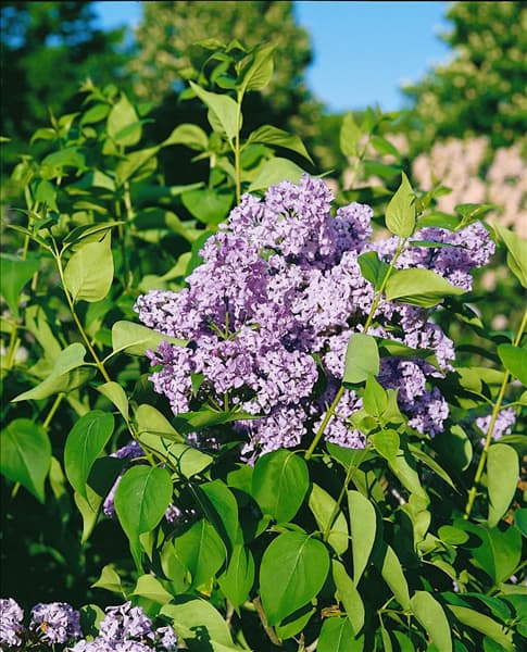 SYRINGA VULGARIS LAVENDER LADY