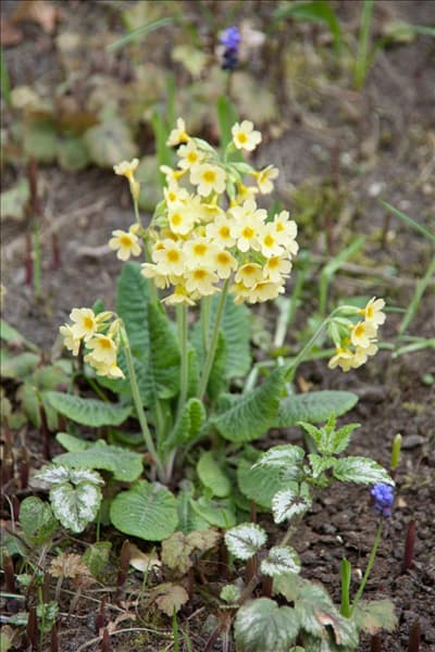 Primula elatior