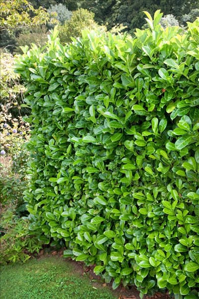 Prunus laurocerasus Heckenpflanze