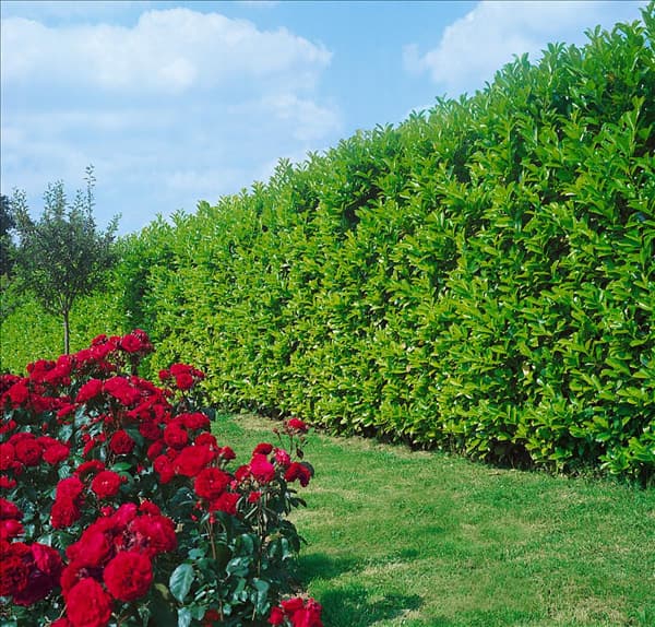 Prunus laurocerasus