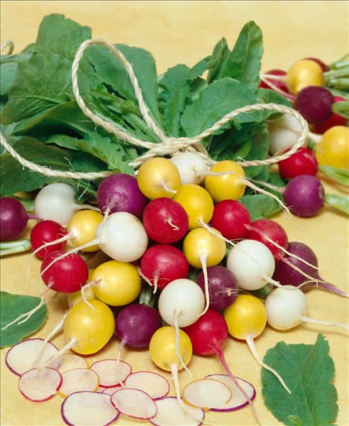 Raphanus sativus var. sativus Bunte Farbpalette