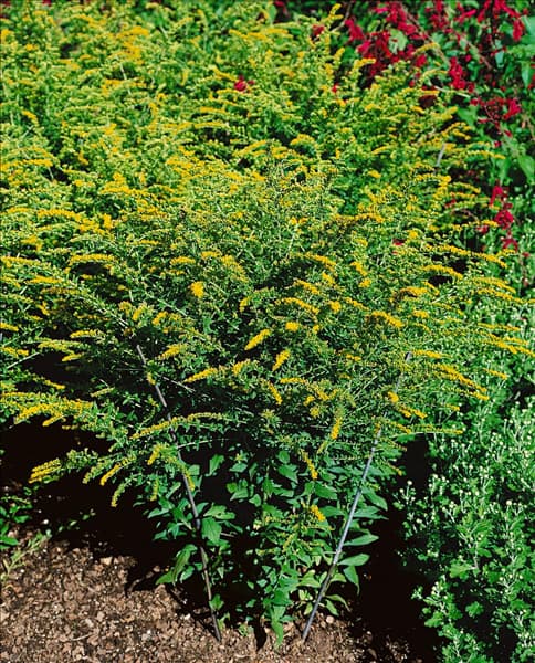 Solidago rugosa Fireworks