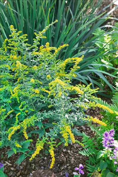 Solidago rugosa Fireworks
