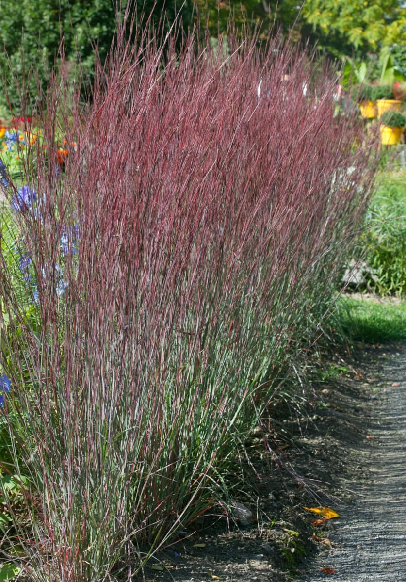 Schizachyrium scoparium Blue Heaven