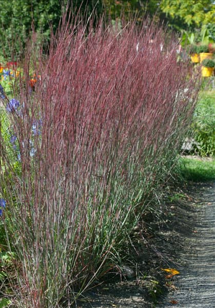 Schizachyrium scoparium Blue Heaven