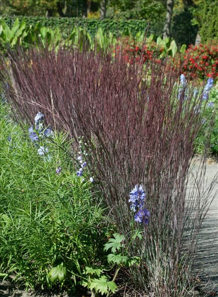 Schizachyrium scoparium Blue Heaven