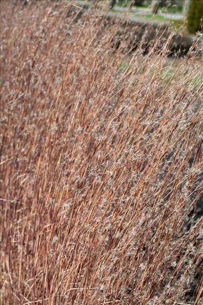 Schizachyrium scoparium Blue Heaven