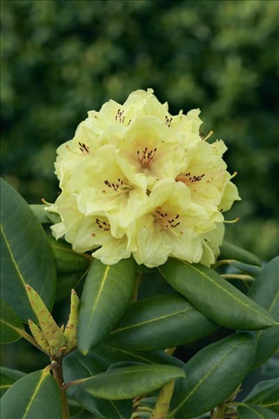 Rhododendron Bohlkens Laura