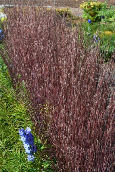 Schizachyrium scoparium Blue Heaven