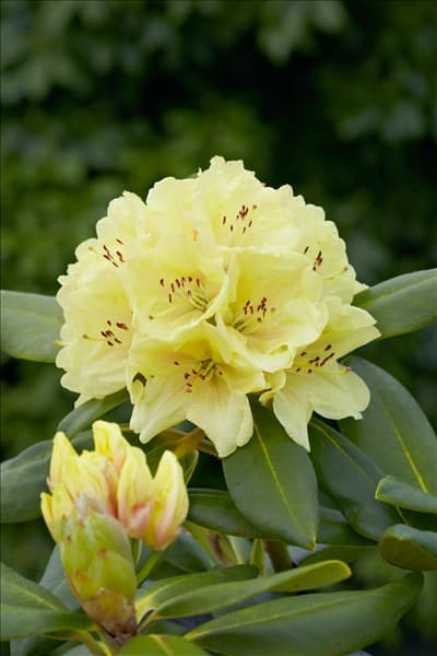 Rhododendron Bohlkens Laura