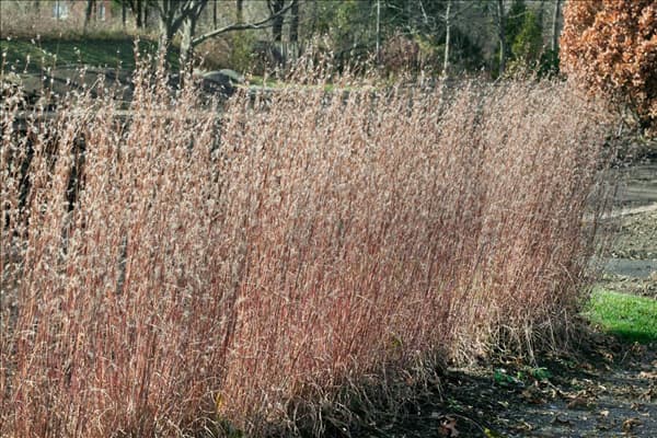 Schizachyrium scoparium Blue Heaven