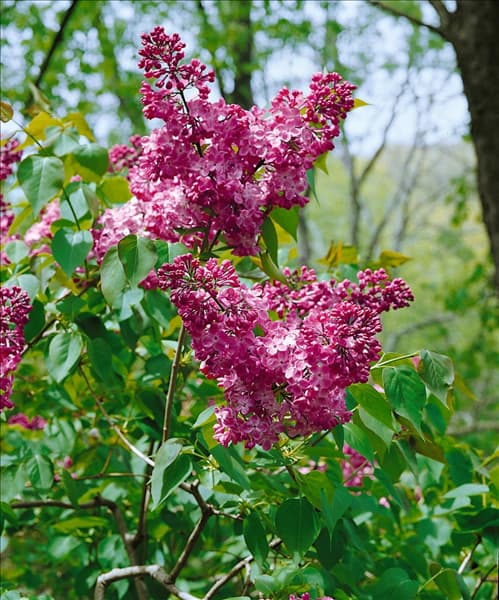 Syringa Maiden's Blush