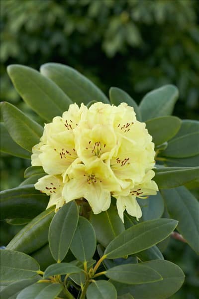Rhododendron Bohlkens Laura