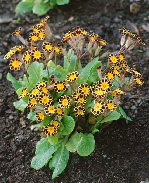 Primula Gold Lace Hybrids