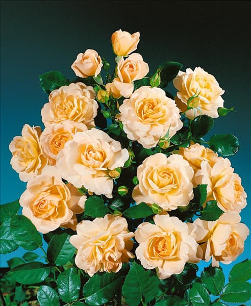 Floribunda Rose TYPE CRYSTAL PALACE