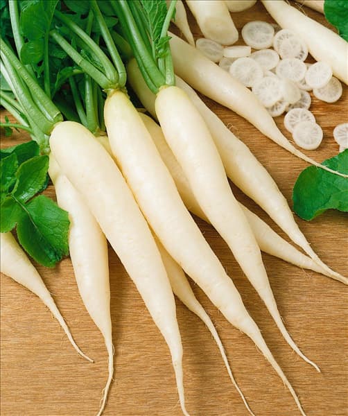 Raphanus sativus var. sativus Eiszapfen