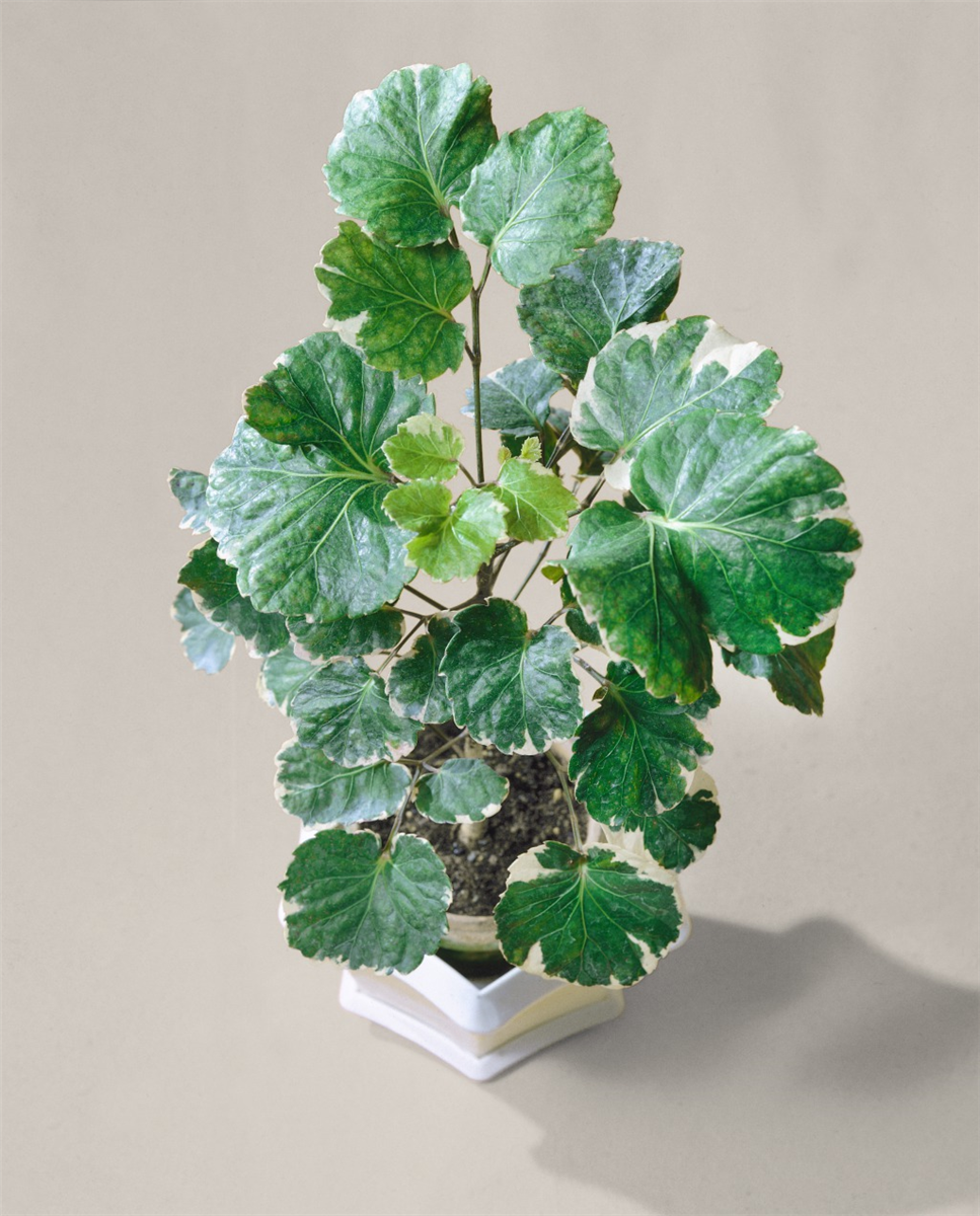 POLYSCIAS BALFOURIANA