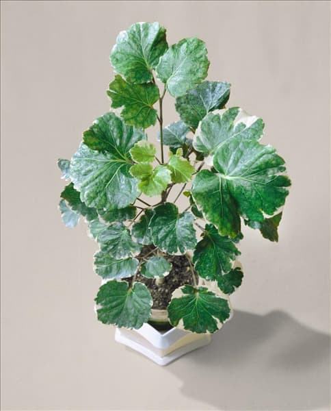 Polyscias balfouriana