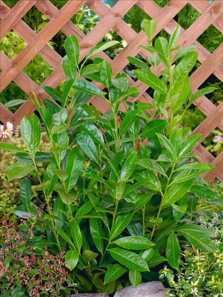 Prunus laurocerasus Green Survival
