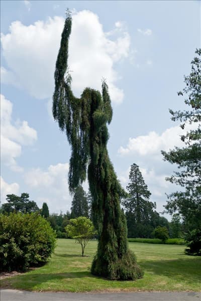 Sequoiadendron giganteum Pendulum