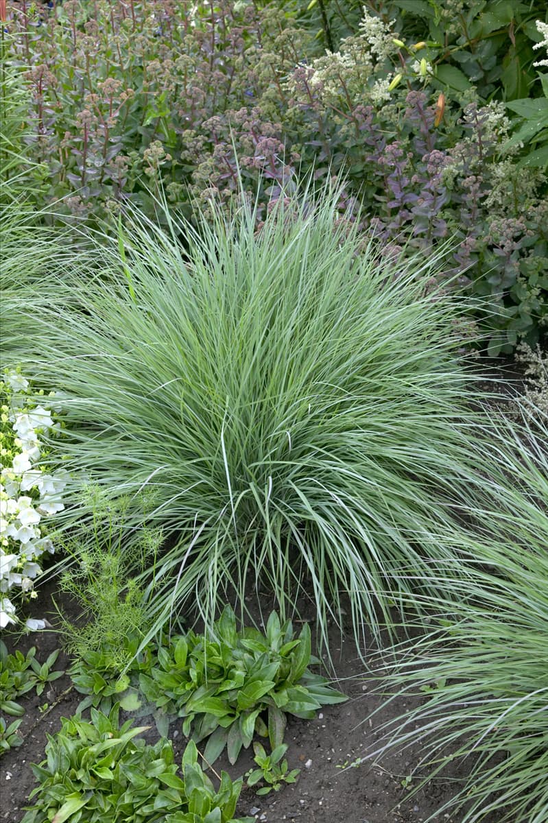 Schizachyrium scoparium The Blues
