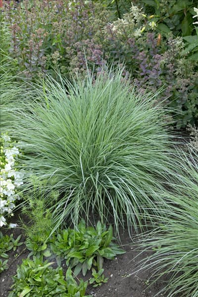 Schizachyrium scoparium 'Prairie Blues'