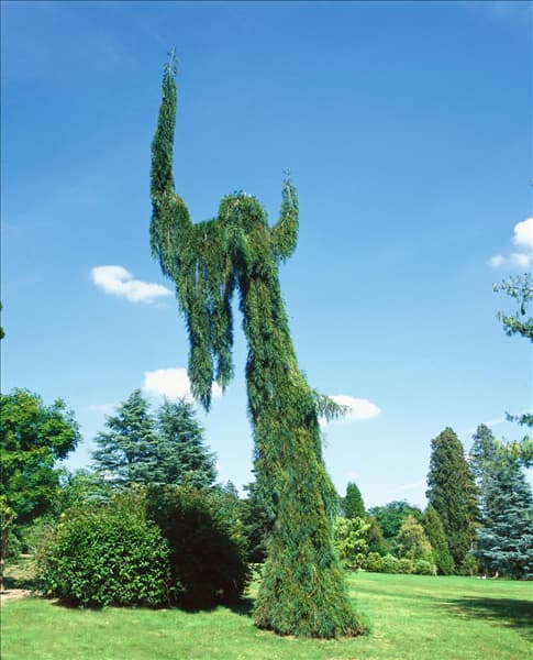 Sequoiadendron giganteum Pendulum