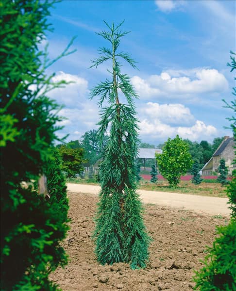 Sequoiadendron giganteum Pendulum
