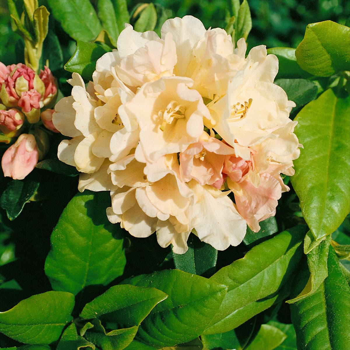 Rhododendron Golden Torch