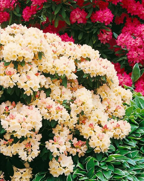 Rhododendron Golden Torch