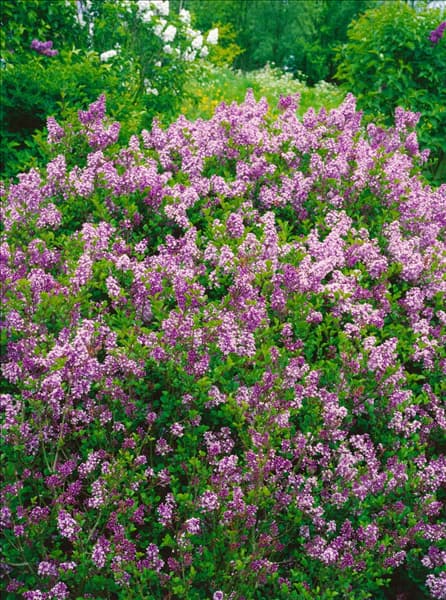 Syringa meyeri