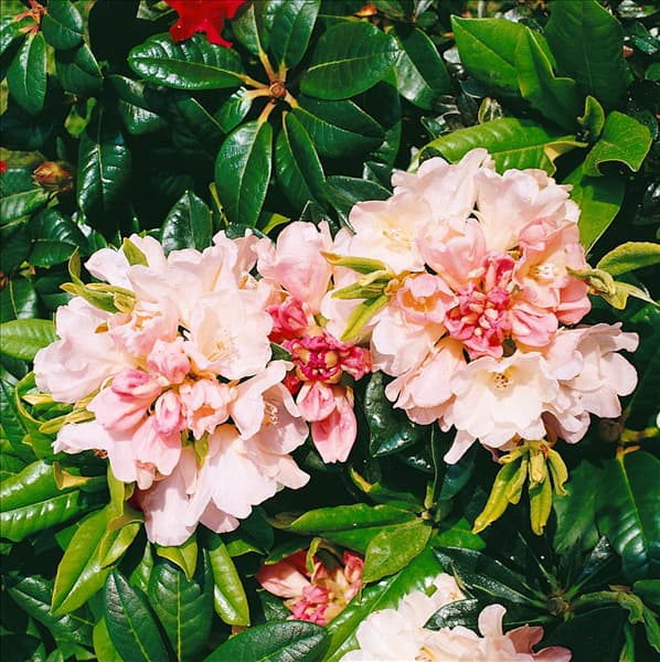 Rhododendron Golden Torch
