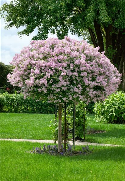 Syringa meyeri Palibin