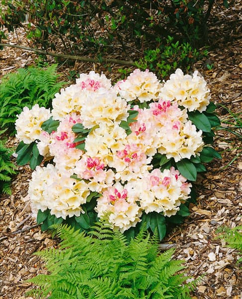 Rhododendron Golden Torch