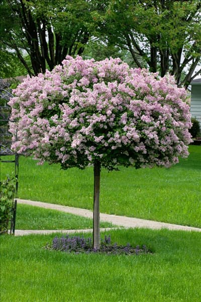 Syringa meyeri Palibin