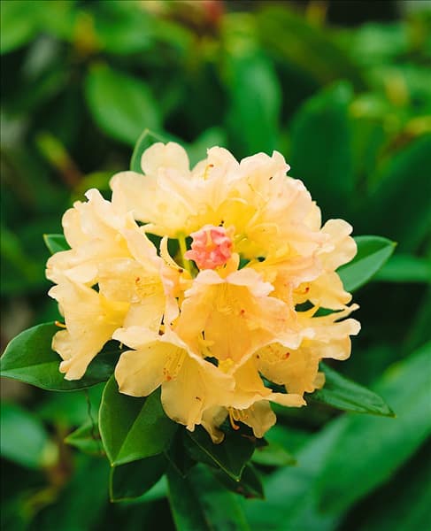 Rhododendron Golden Torch