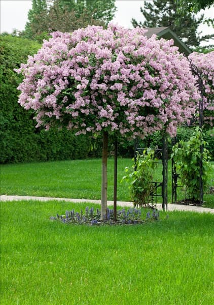 Syringa meyeri Palibin