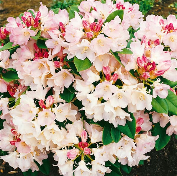 Rhododendron Golden Torch